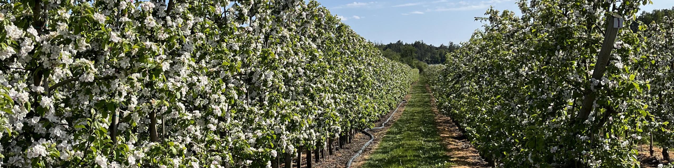 Rader av blommande äppelträd 