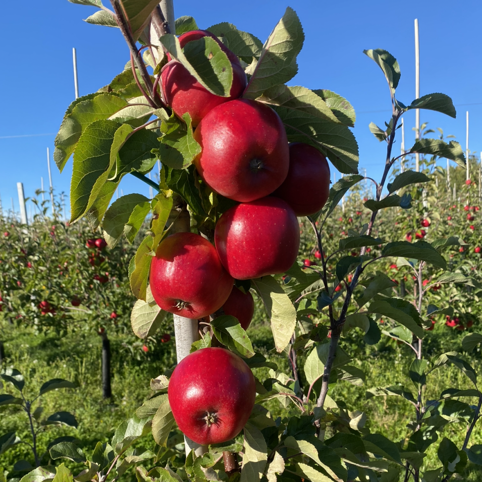 Äpplen på ett äppelträd